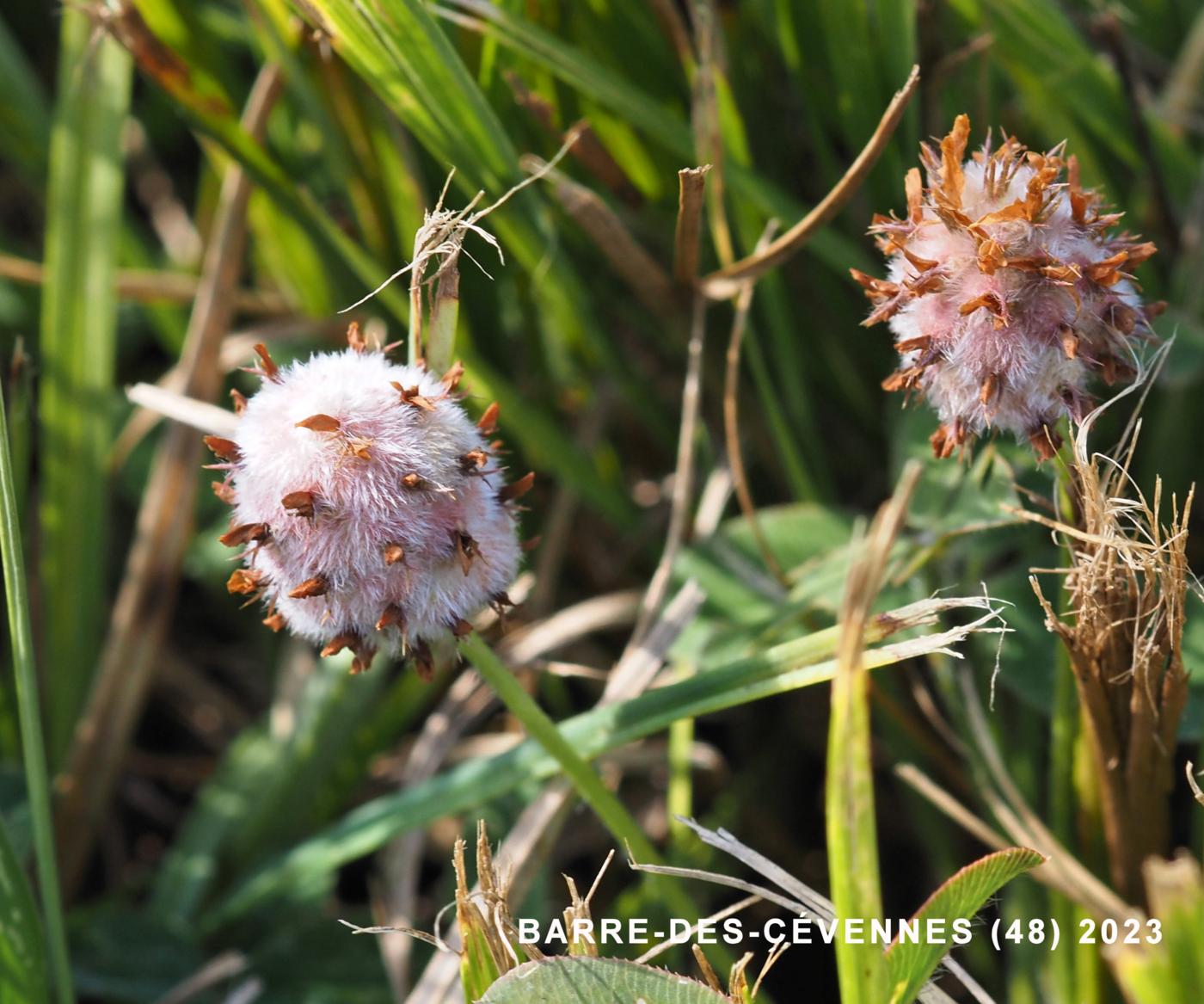 Clover, Strawberry fruit